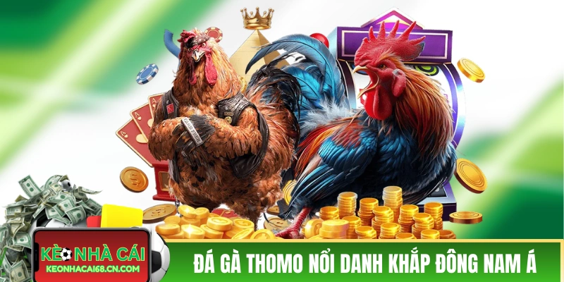 Trực tiếp đá gà Thomo nổi danh khắp Đông Nam Á